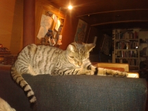 This photograph has captured Behemoth asleep by the chimney and fireplace. She is enjoying the warm thermals and currents of air that circulate in the higher parts of the boat.